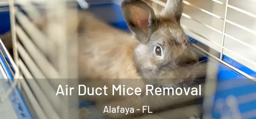 Air Duct Mice Removal Alafaya - FL